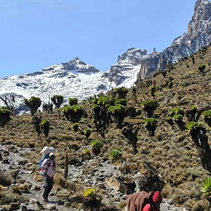 Hikers walking among giant groundsels with snow peaks behind