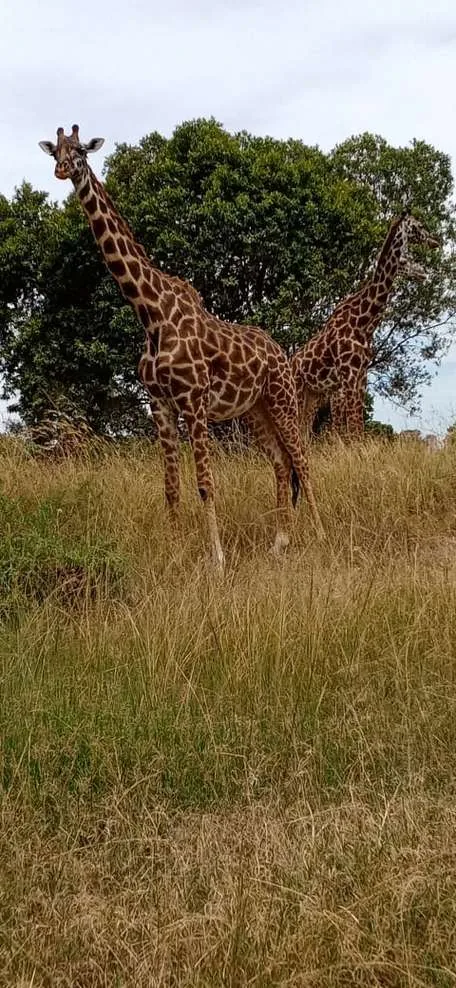 Samburu Safari — 3 Days, 2 Nights
