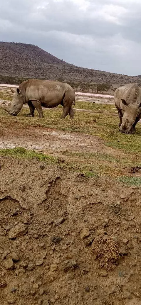 Rhinos grazing near pink flamingos on the lakeshore