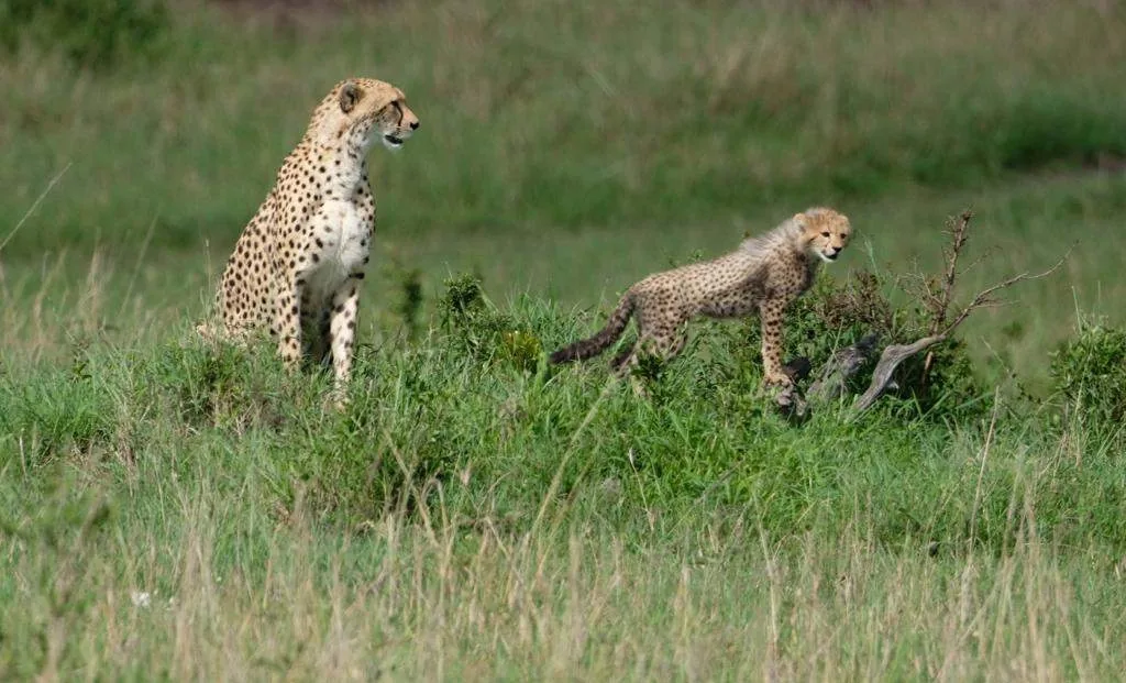 Cheetah mother and cub in the savanna grass