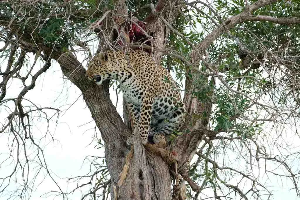 Leopard perched in a tree with its kill
