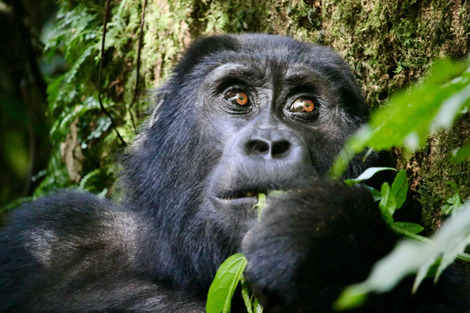 Bwindi Gorilla Trek — 3 Days, 2 Nights