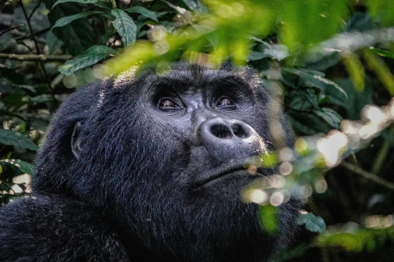 A silverback mountain gorilla in Bwindi forest