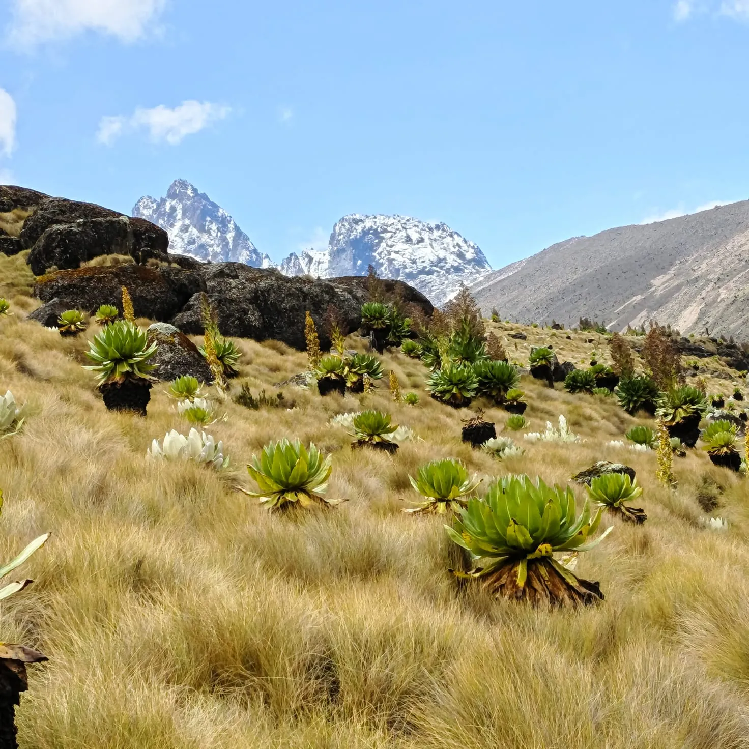 Giant groundsels below the snowy peaks of Mount Kenya