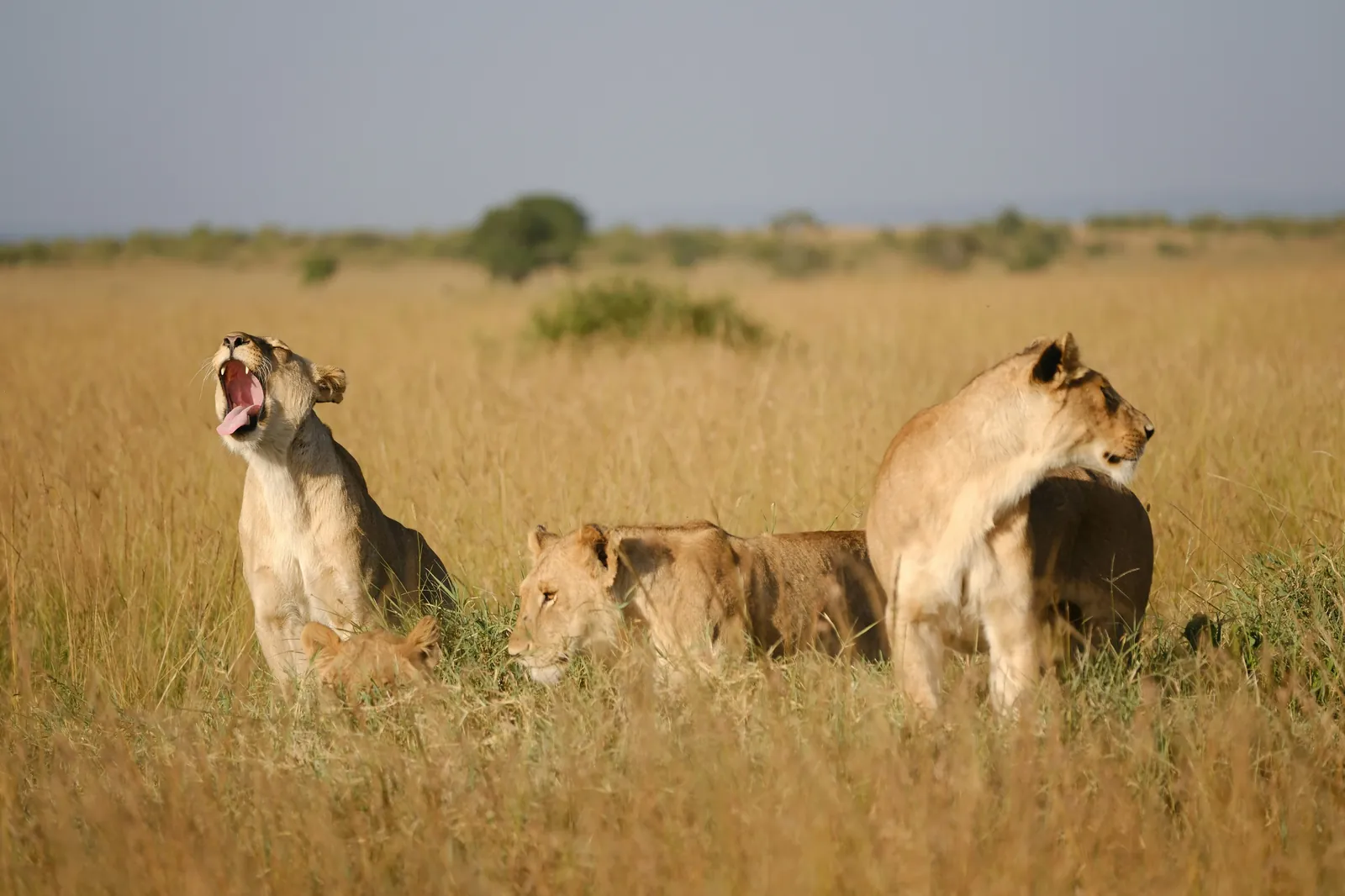 Maasai Mara Safari — 3 Days, 2 Nights