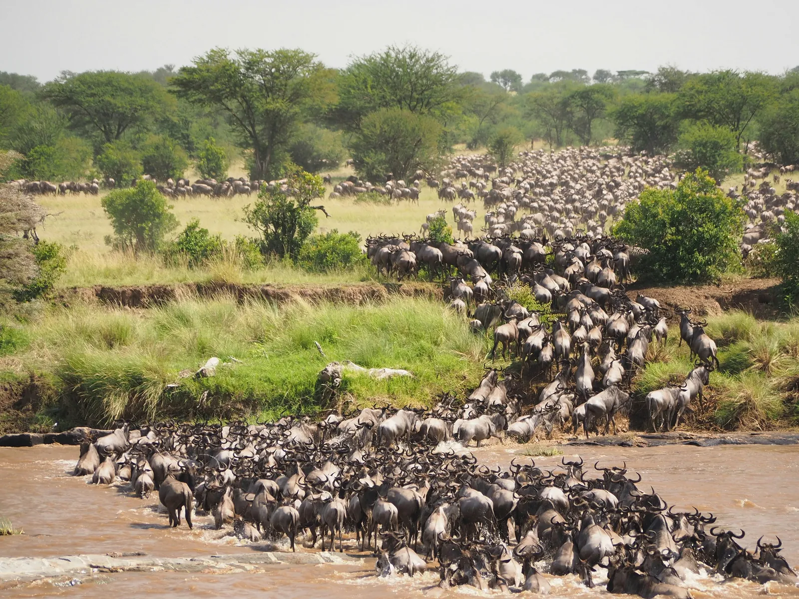 Maasai Mara — Kenya