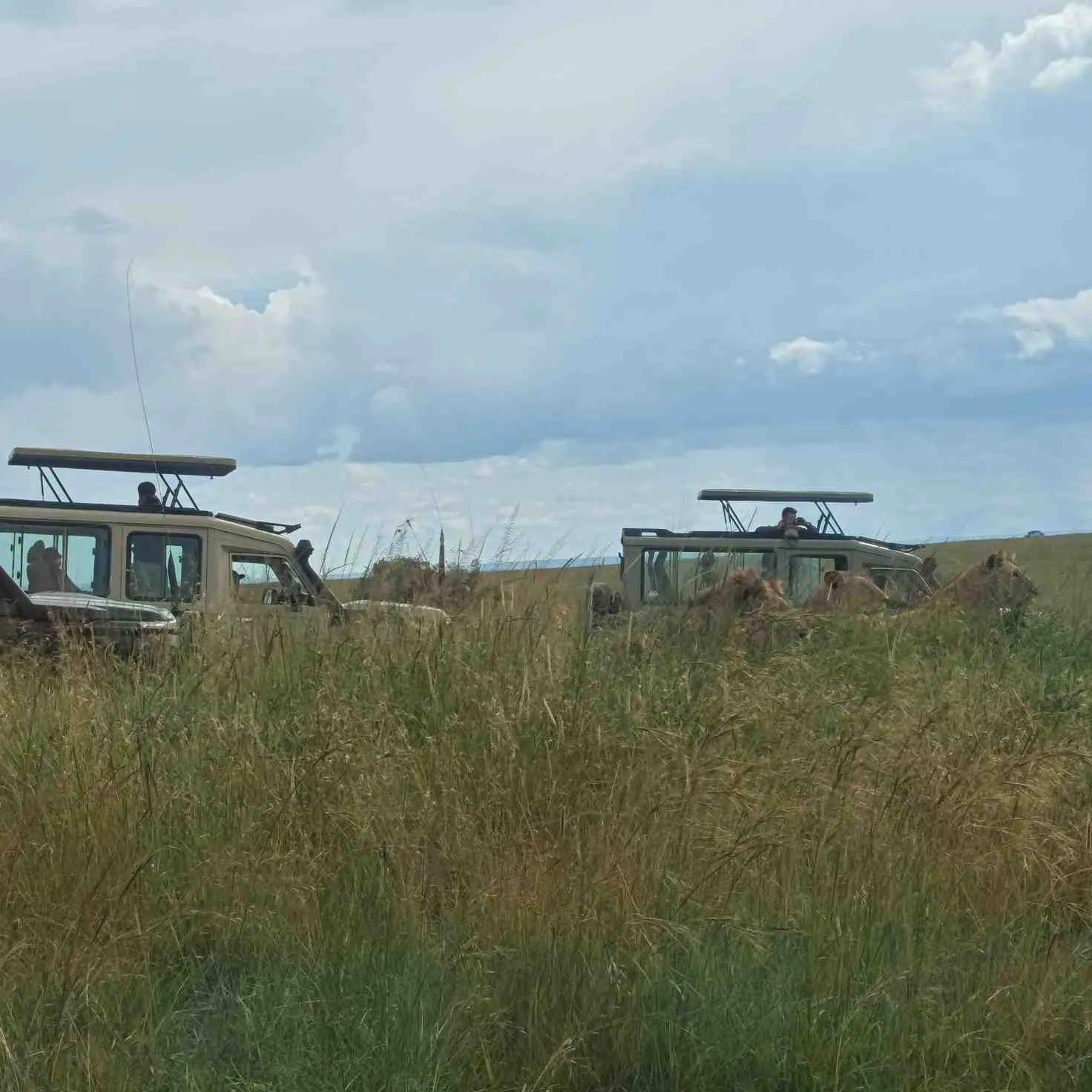 Safari vehicles watching lions in tall grass