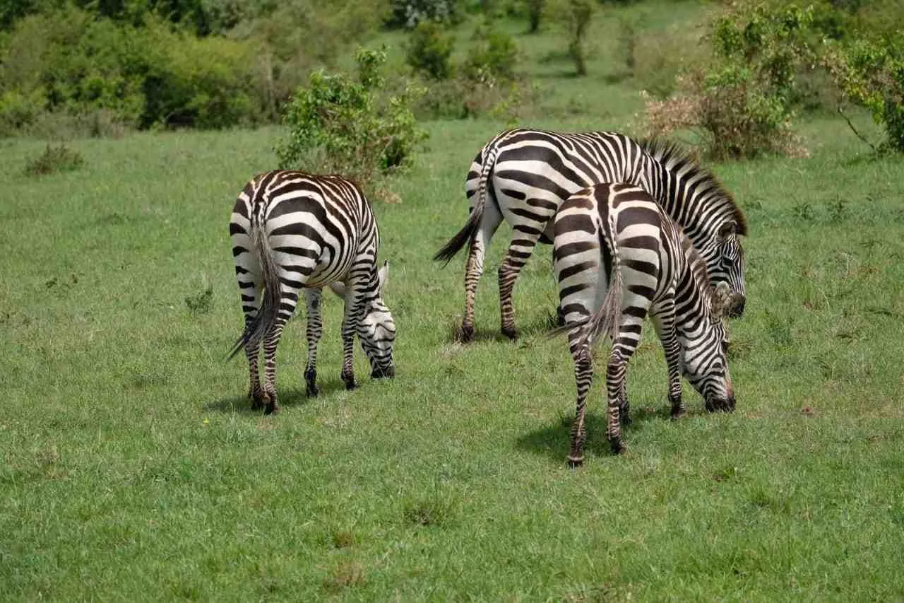 Three zebras grazing on the open grassland