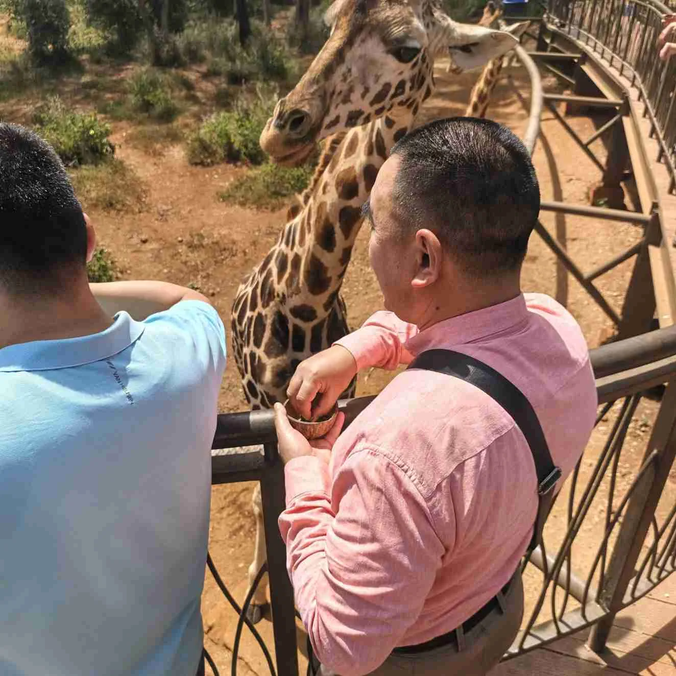 Guests feeding a giraffe from a raised sanctuary platform