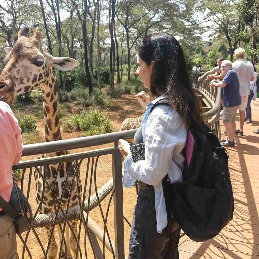 Guest feeding a giraffe from a raised boardwalk